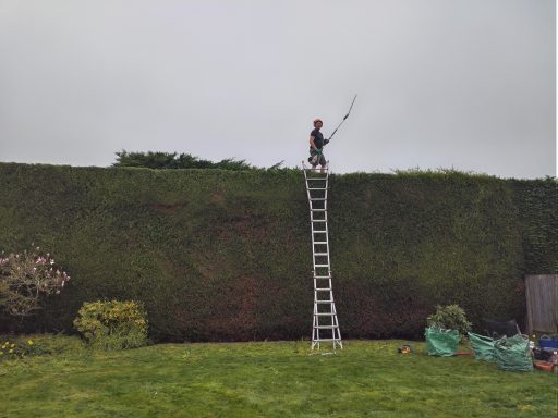 Tall Hedge trimmed in Longfield Kent
