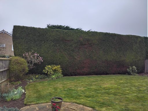 Tall Hedge trimmed in Longfield Kent