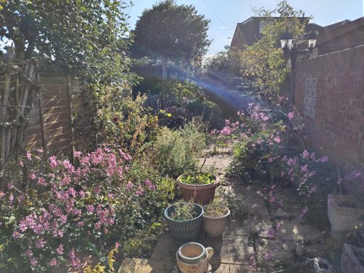 garden clearance before and after