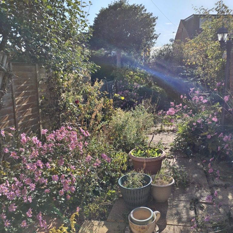 Overgrown grass and plants in front of a house