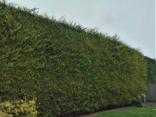 Green hedge with dense foliage, extending along a garden perimeter.