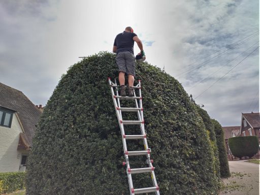 hedge trimming