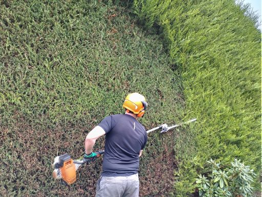 Tall Hedge trimmed in Longfield