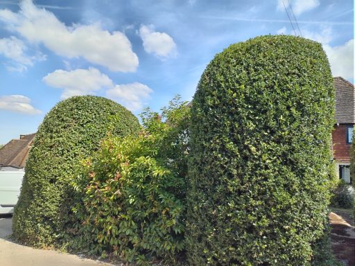 hedge trimming