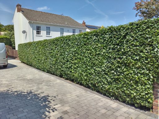 beech hedge trimming